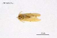 藏品(橙黃毒蛾)的圖片